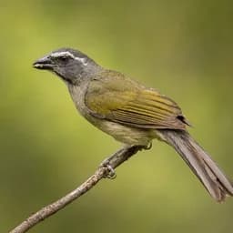 Trinca-ferro